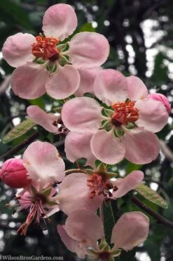 Southern Crabapple (Malus Angustifolia) - 1 Gallon Pot -Garden Plant Shop malus angustifolia southern crabapple tree flowers 2