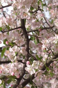 Southern Crabapple (Malus Angustifolia) - 1 Gallon Pot -Garden Plant Shop malus angustifolia southern crabapple tree flowers 4