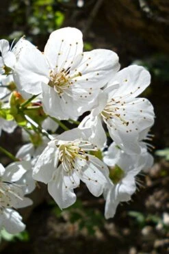 American Sweet Crabapple Tree (Malus Coronaria) - 1 Gallon Pot -Garden Plant Shop malus coronaria american sweet crabapple 3