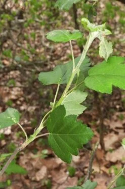 American Sweet Crabapple Tree (Malus Coronaria) - 1 Gallon Pot -Garden Plant Shop malus coronaria american sweet crabapple 5