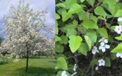American Sweet Crabapple Tree (Malus Coronaria) - 1 Gallon Pot -Garden Plant Shop malus coronaria american sweet crabapple 6