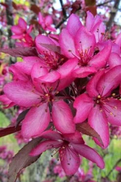 Royal Raindrops Crabapple Tree - 7 Gallon Pot (3-4') 16 Royal Raindrops Crabapple Tree - 7 Gallon Pot (3-4') -Garden Plant Shop malus royal raindrops crabapple tree 22
