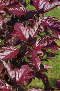 Royal Raindrops Crabapple Tree - 7 Gallon Pot (3-4')