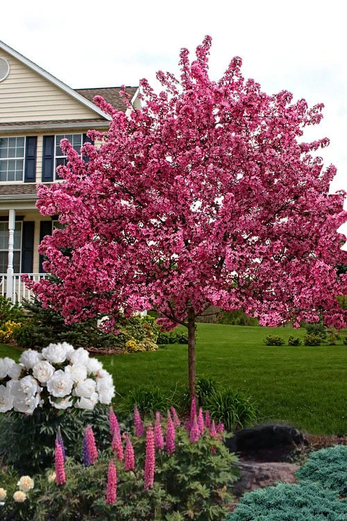 Royal Raindrops Crabapple Tree - 7 Gallon Pot (3-4') 4 Royal Raindrops Crabapple Tree - 7 Gallon Pot (3-4') - Image 4