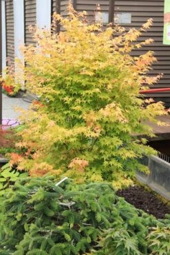 Bihou Yellow Bark Japanese Maple - 3 Gallon Pot -Garden Plant Shop maple japanese bihou 2 500x750 1