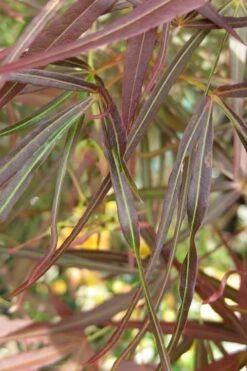Ribbon Leaf Japanese Maple (Acer Palmatum 'Atrolineare') - 3 Gallon Pot -Garden Plant Shop maple japanese filifera purpurea 2 500x750 1