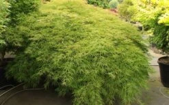 Otto's Dissectum Japanese Maple (Acer Palmatum) - 5 Gallon Pot -Garden Plant Shop maple japanese ottos 2 800x500 1