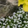 White Flowering Mazus - 18-Pack Of Pint Pots