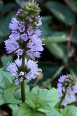 Orange Mint Plant - 4 Pack Of Quart Pots -Garden Plant Shop mentha piperita citrata orange mint 5