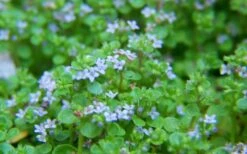 Corsican Mint (Mentha Requienii) - 5 Pack Of Pint Pots -Garden Plant Shop mentha requienii corsican mint 2