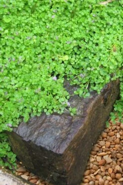 Corsican Mint (Mentha Requienii) - 5 Pack Of Pint Pots -Garden Plant Shop mentha requienii corsican mint 5