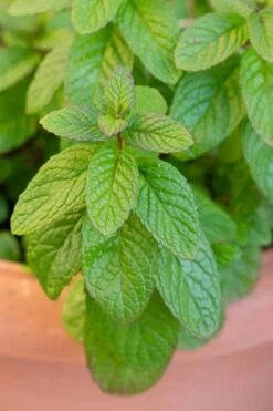 The Best Spearmint (Mentha Spicata 'Mint The Best)) - 6 Pack Of Pint Pots -Garden Plant Shop mentha spicata mint the best spearmint 1