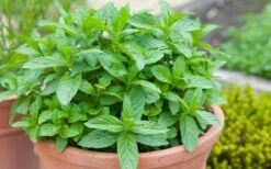 The Best Spearmint (Mentha Spicata 'Mint The Best)) - 6 Pack Of Pint Pots -Garden Plant Shop mentha spicata mint the best spearmint 2