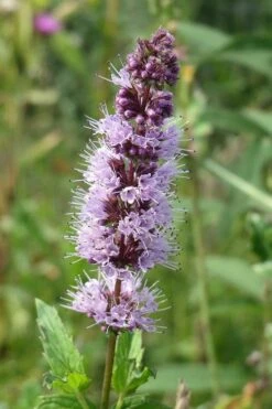 The Best Spearmint (Mentha Spicata 'Mint The Best)) - 6 Pack Of Pint Pots -Garden Plant Shop mentha spicata mint the best spearmint 4