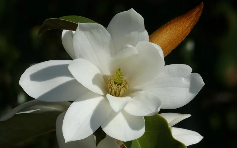 Fairy White Magnolia - 3 Gallon Pot 8 Fairy White Magnolia - 3 Gallon Pot - Image 8