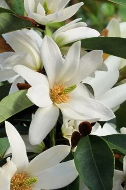 Fairy White Magnolia - 3 Gallon Pot 12 Fairy White Magnolia - 3 Gallon Pot -Garden Plant Shop michelia doltsopa fairy white magnolia 7