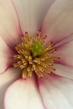 Fairy Blush Magnolia - 3 Gallon Pot -Garden Plant Shop michelia yunnanensis hybrid fairy blush magnolia 2