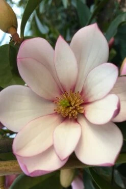 Fairy Blush Magnolia - 3 Gallon Pot -Garden Plant Shop michelia yunnanensis hybrid fairy blush magnolia 4