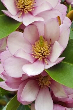 Fairy Blush Magnolia - 3 Gallon Pot -Garden Plant Shop michelia yunnanensis hybrid fairy blush magnolia 5