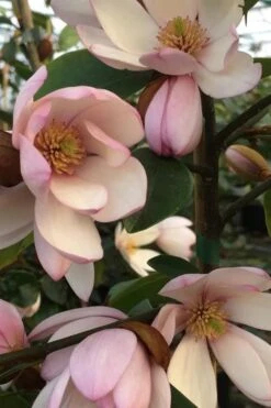 Fairy Blush Magnolia - 3 Gallon Pot -Garden Plant Shop michelia yunnanensis hybrid fairy blush magnolia 6