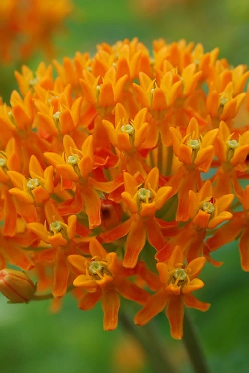 Orange Butterfly Milkweed - Asclepias Tuberosa - 1 Gallon Pot 7 Orange Butterfly Milkweed - Asclepias Tuberosa - 1 Gallon Pot - Image 7