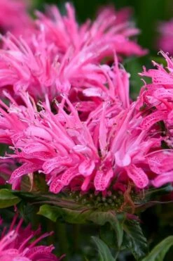 Bubblegum Blast Bee Balm (Monarda) - 1 Gallon Pot -Garden Plant Shop monarda bubblegum blast pink bee balm 2