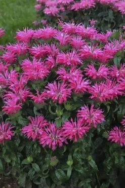 Electric Neon Pink Bee Balm (Monarda) - 1 Gallon Pot -Garden Plant Shop monarda electric neon pink bee balm 1