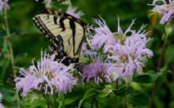 Wild Bergamot Bee Balm (Monarda Fistulosa) - 1 Gallon Pot -Garden Plant Shop monarda fistulosa wild bergamont bee balm 11