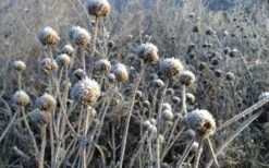 Wild Bergamot Bee Balm (Monarda Fistulosa) - 6 Pack Of 1 Gallon Pots -Garden Plant Shop monarda fistulosa wild bergamont bee balm 15 1