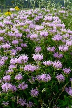 Wild Bergamot Bee Balm (Monarda Fistulosa) - 5 Pack Of Quart Pots -Garden Plant Shop monarda fistulosa wild bergamont bee balm 16 2