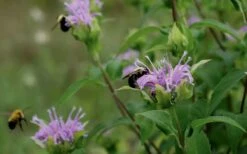 Wild Bergamot Bee Balm (Monarda Fistulosa) - 8 Pack Of 1 Gallon Pots -Garden Plant Shop monarda fistulosa wild bergamont bee balm 17 3