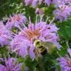 Wild Bergamot Bee Balm (Monarda Fistulosa) - 6 Pack Of 1 Gallon Pots