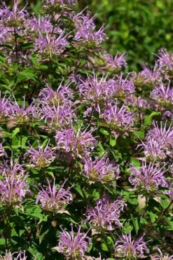 Wild Bergamot Bee Balm (Monarda Fistulosa) - 1 Gallon Pot -Garden Plant Shop monarda fistulosa wild bergamont bee balm 5