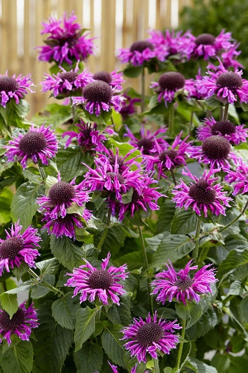 Bee-You Bee Free Bee Balm (Monarda) - 1 Gallon Pot 6 Bee-You Bee Free Bee Balm (Monarda) - 1 Gallon Pot - Image 6