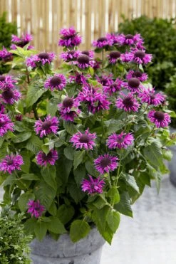 Bee-You Bee Free Bee Balm (Monarda) - 1 Gallon Pot 10 Bee-You Bee Free Bee Balm (Monarda) - 1 Gallon Pot -Garden Plant Shop monarda hybrid bee free bee balm 3
