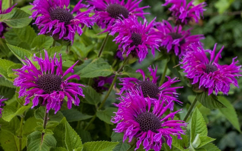 Bee-You Bee Free Bee Balm (Monarda) - 1 Gallon Pot 4 Bee-You Bee Free Bee Balm (Monarda) - 1 Gallon Pot - Image 4