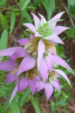 Beebop Bee Balm (Monarda Punctata) - 1 Gallon Pot