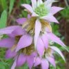 Beebop Bee Balm (Monarda Punctata) - 5 Pack Of Quart Pots