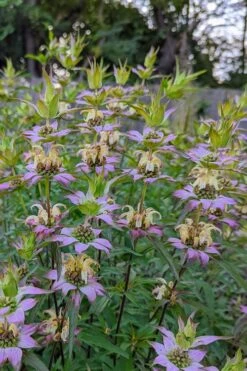 Beebop Bee Balm (Monarda Punctata) - 1 Gallon Pot -Garden Plant Shop monarda punctata beebop bee balm 2 1