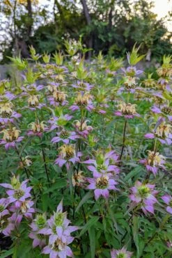 Beebop Bee Balm (Monarda Punctata) - 5 Pack Of Quart Pots -Garden Plant Shop monarda punctata beebop bee balm 3