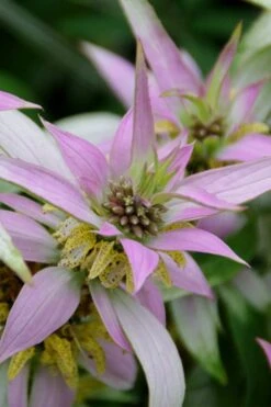Beebop Bee Balm (Monarda Punctata) - 1 Gallon Pot -Garden Plant Shop monarda punctata beebop bee balm 4 1