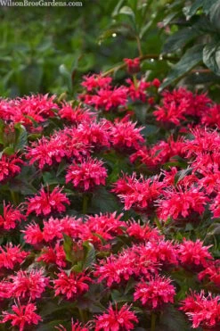 Cherry Pops Bee Balm (Monarda) - 1 Gallon Pot -Garden Plant Shop monarda sugar buzz cherry pops bee balm 1