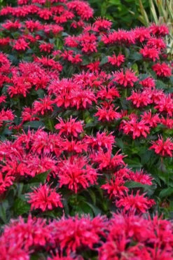 Cherry Pops Bee Balm (Monarda) - 1 Gallon Pot -Garden Plant Shop monarda sugar buzz cherry pops bee balm 2