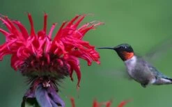 Cherry Pops Bee Balm (Monarda) - 1 Gallon Pot -Garden Plant Shop monarda sugar buzz cherry pops bee balm 3