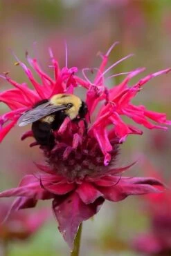 Cherry Pops Bee Balm (Monarda) - 1 Gallon Pot -Garden Plant Shop monarda sugar buzz cherry pops bee balm 4