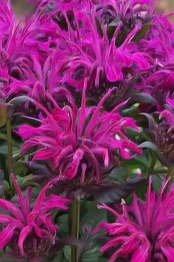 Rockin' Raspberry Bee Balm (Monarda) - 1 Gallon Pot -Garden Plant Shop monarda sugar buzz rockin raspberry bee balm 20