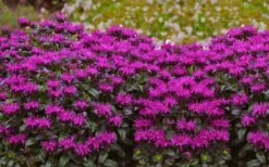 Rockin' Raspberry Bee Balm (Monarda) - 1 Gallon Pot -Garden Plant Shop monarda sugar buzz rockin raspberry bee balm 21