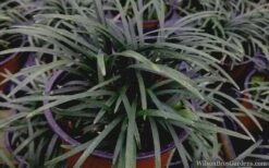 Kyoto Super Dwarf Mondo Grass - 3 Pack Of Pint Pots -Garden Plant Shop mondo grass super dwarf 21