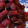 Red Mulberry Tree (Morus Rubra) - 5 Gallon Pot