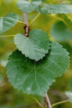 Red Mulberry Tree (Morus Rubra) - 5 Gallon Pot 13 Red Mulberry Tree (Morus Rubra) - 5 Gallon Pot -Garden Plant Shop morus rubra red mulberry leaves 1